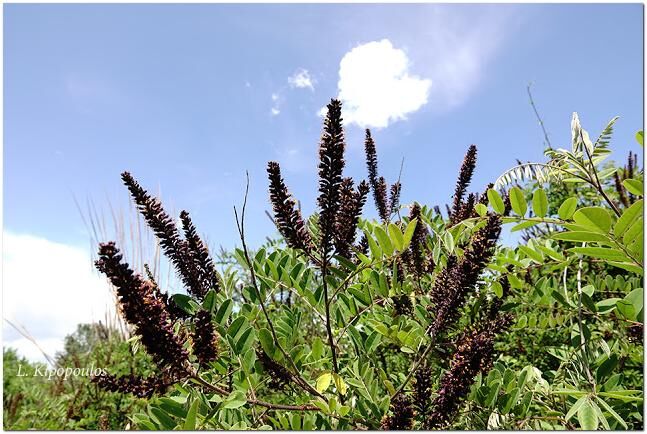 Amorpha Fruticosa 28 5 20 4 647X434 1