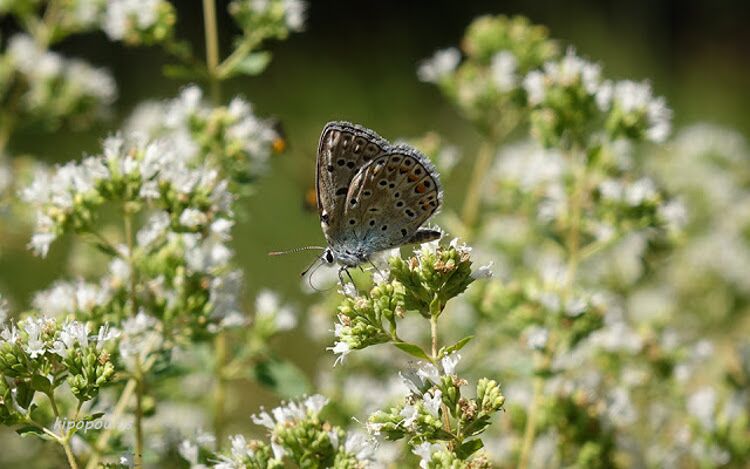 Origanum Vulg Ssp. Hirtum 3 750X469 1