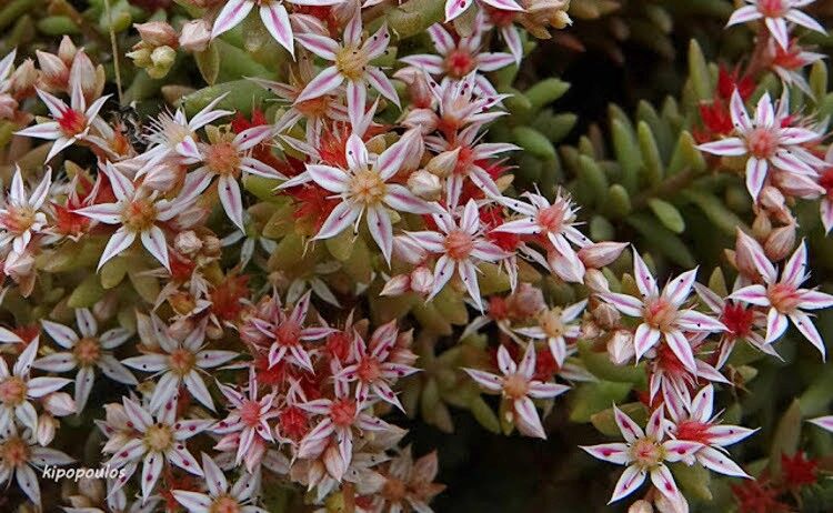 Sedum Hispanicum 18 6 21 X2 4 750X462 1