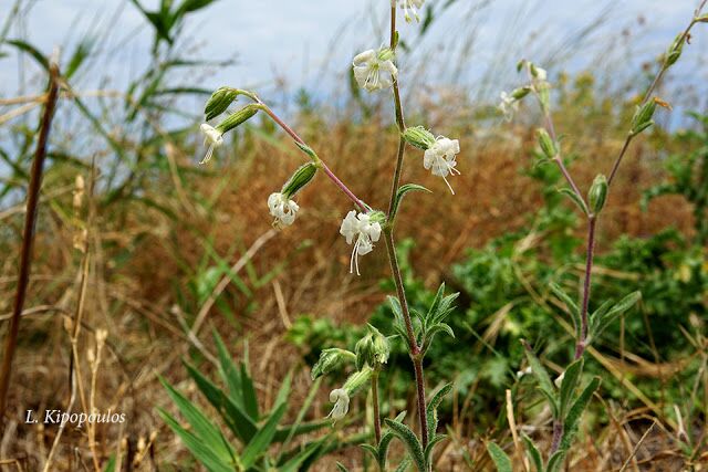 Silene Dichotoma 8 7 20 5 640X427 1