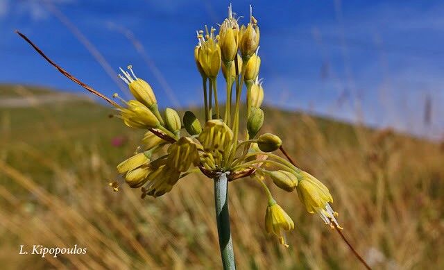 Allium Flavum 21 8 15X2 4 640X389 1