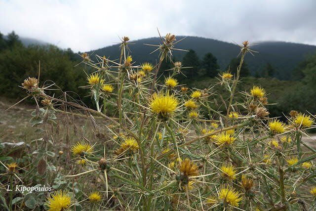 Centaurea Soslstitialis 16 8 19 3 640X427 1