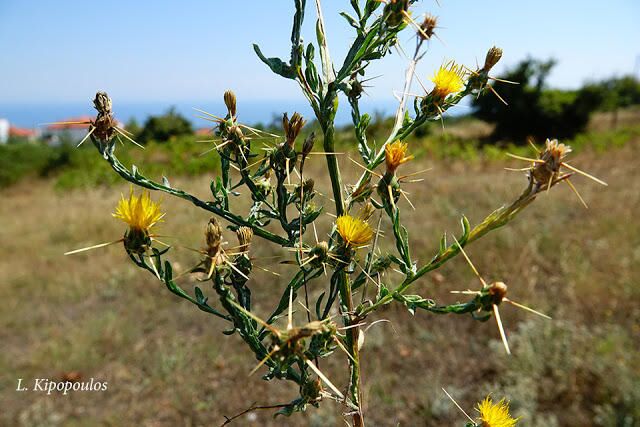 Centaurea Sostitialis 11 8 20 9 640X427 1