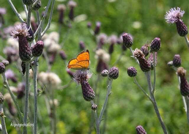 Αγριολούλουδα του Ολύμπου Cirsium arvense (φώτο)