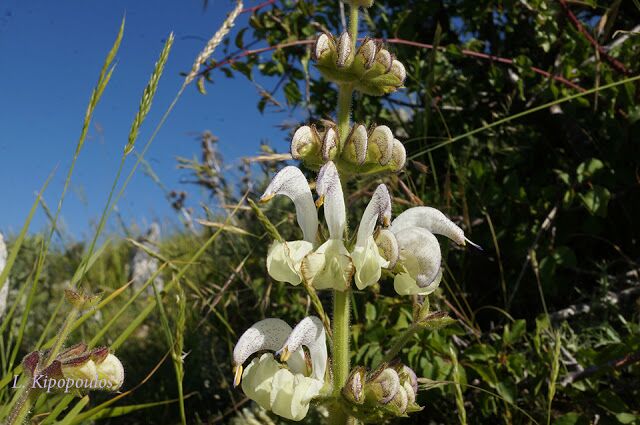 Salvia Argentea 040 3 640X425 1