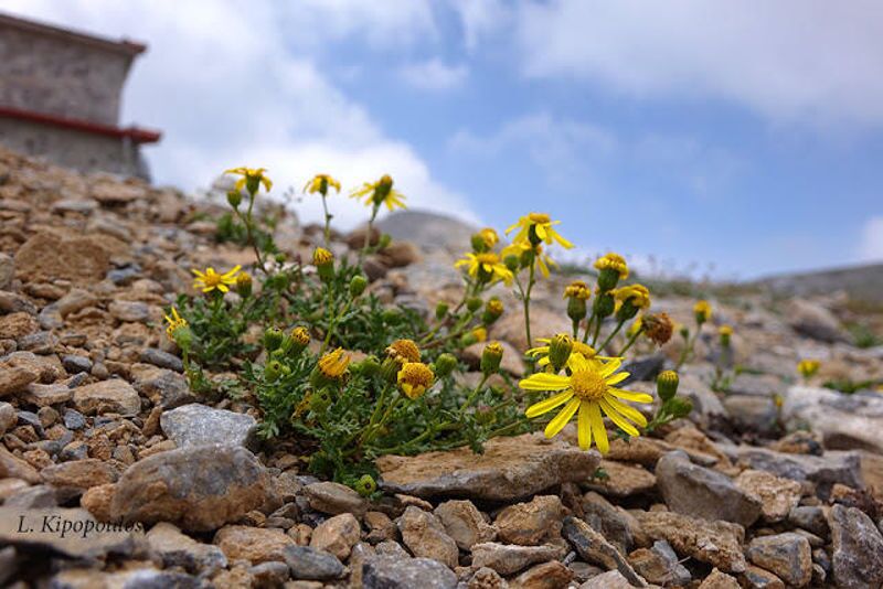 Senecio Rupestris 22 7 15 3 1 800X534 1