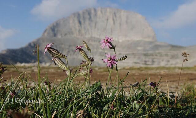 Silene Ciliata Subsp. Graefferi 8 8 18 6 640X386 1