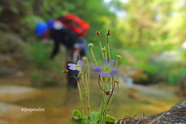 Pinguicula crystallina subsp. hirtiflora: Ένα εντομοφάγο φυτό!