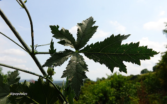 Althaea Cannabina 11 9 21 10