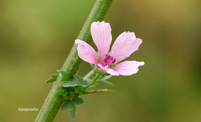 Althaea Cannabina 11 9 21 5