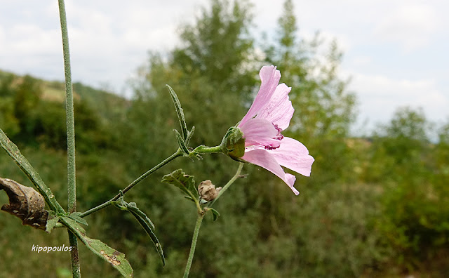 Althaea Cannabina 11 9 21 7