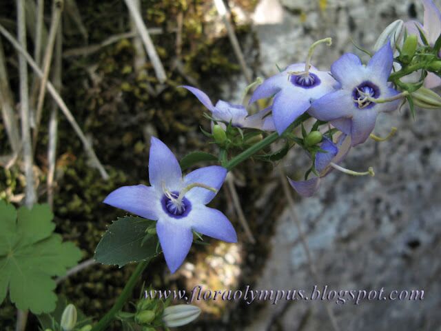 Campanula Versicolor 1000X 037 5 640X480 1