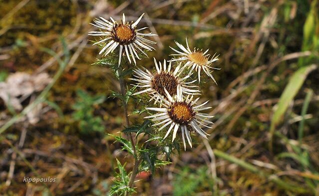 Carlina Vulgaris 9 8 20 4 639X392 1