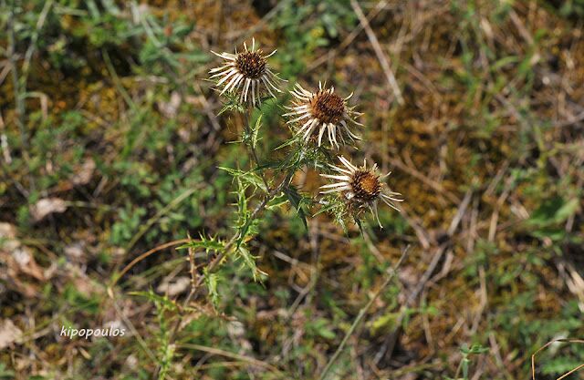 Carlina Vulgaris 9 8 20 5 640X417 1