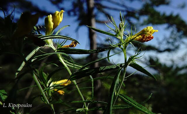 Melampyrum Heracleoticum 30 8 20 17 640X390 1