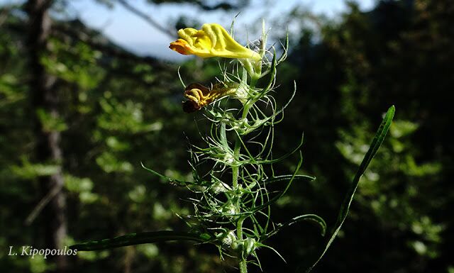 Melampyrum Heracleoticum 30 8 20 22 640X385 1