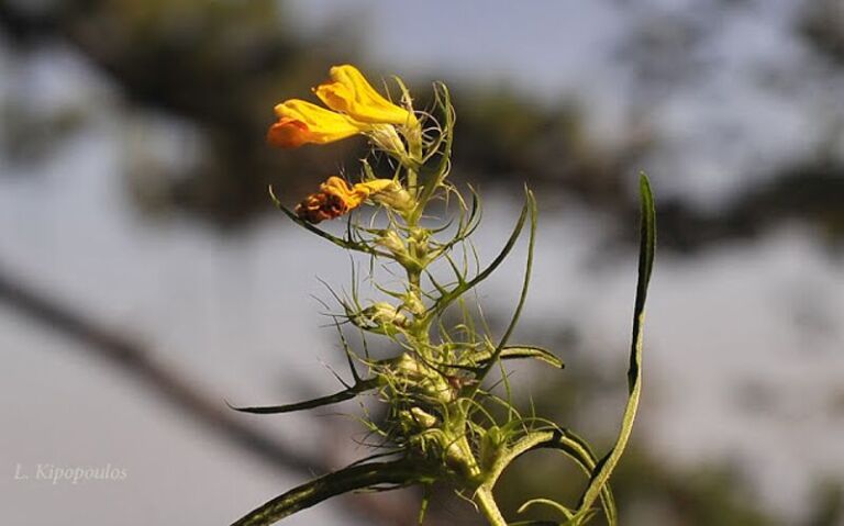 Melampyrum Heracleoticum 30 8 20 8 800X499 1