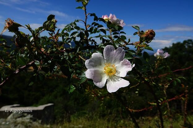 Rosa Canina 11 6 20 2 Min 624X416 1