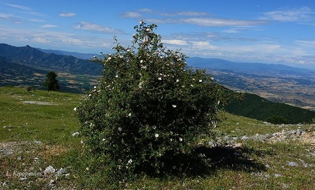 Rosa Canina 11 6 20 3 Min 623X376 1