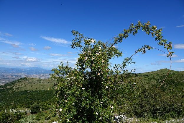 Rosa Canina 11 6 20 9 Min 624X416 1