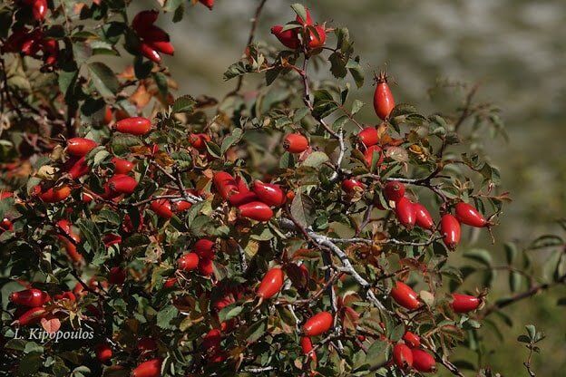 Rosa Canina 13 10 19 3 Min 624X416 1