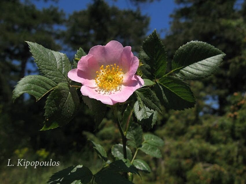 Rosa Canina 850X638 1