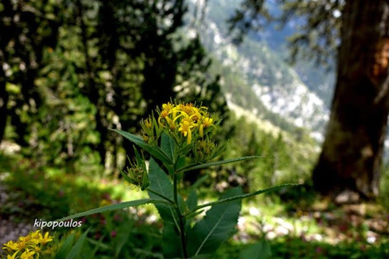 Senecio Hercynicus 21 7 16 2 800X533 1