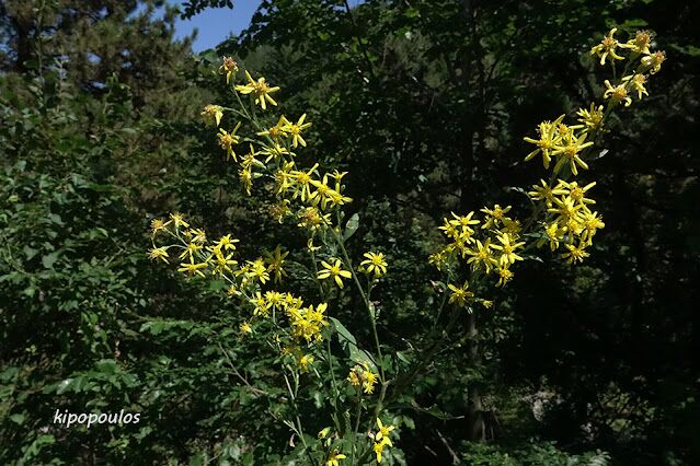 Senecio Hercynicus Subsp. Dalmaticus 25 8 19 Prionia 12 639X426 1