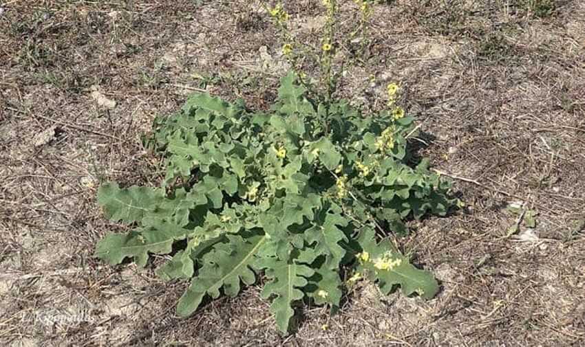 Verbascum Sinuatum 18 9 19 1 Min 850X505 1