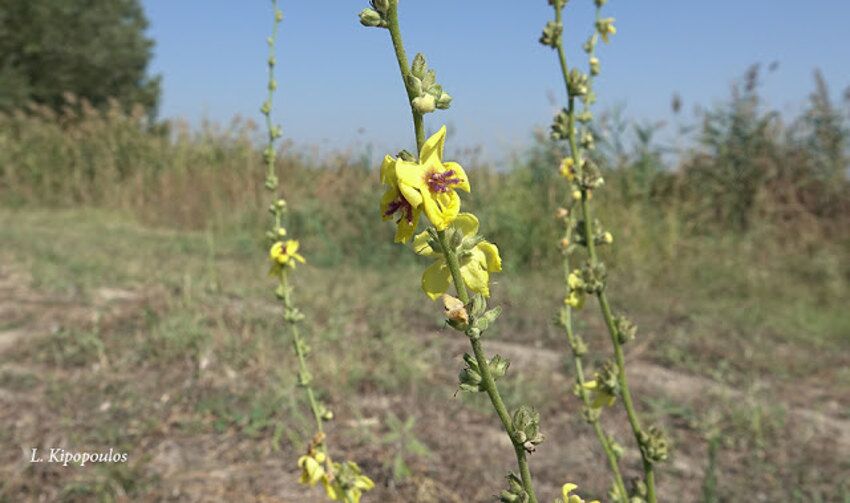 Verbascum Sinuatum 18 9 19 3 850X503 1