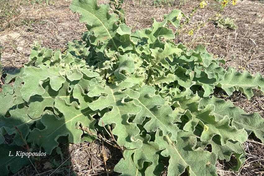 Verbascum Sinuatum 18 9 19 4 Min 850X567 1