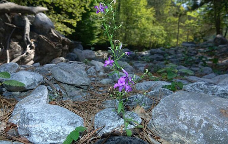 Campanula Rapunculus 159 19 1 850X537 1