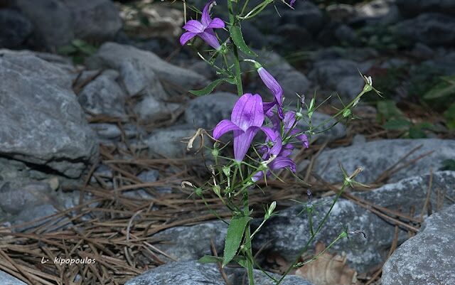 Campanula Rapunculus 159 19 2 640X401 1