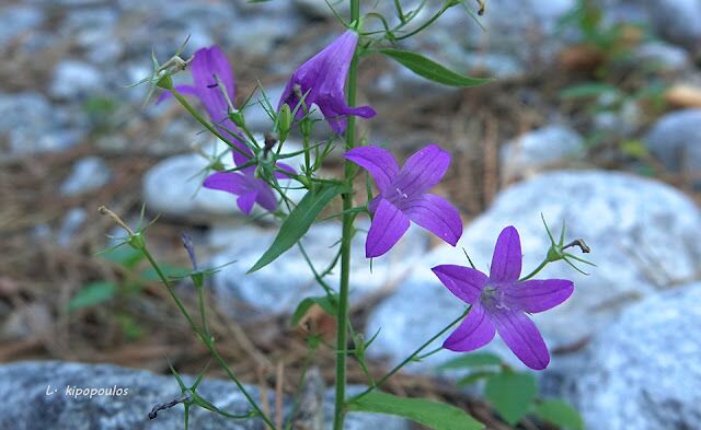 Campanula Rapunculus 159 19 5 640X393 1