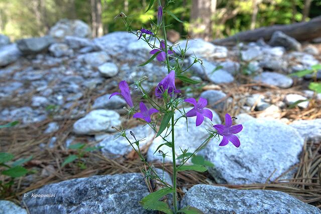 Campanula Rapunculus 159 19 6 639X426 1