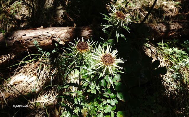 Carlina Vulgaris 30 8 20 1 639X398 1