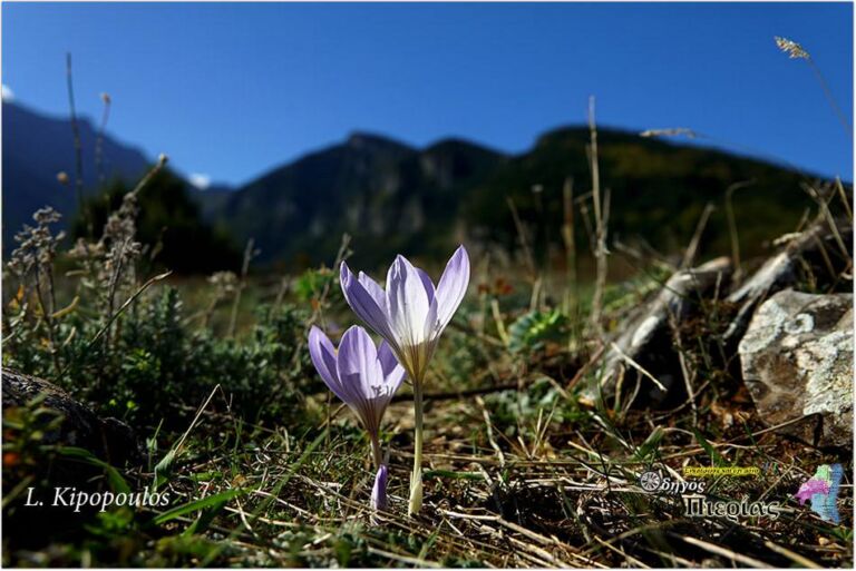 Crocus Cancellatus 2 950X635 1