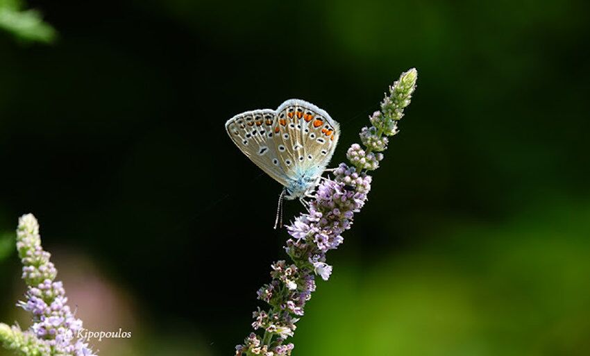 Mentha Longifolia 850X513 1