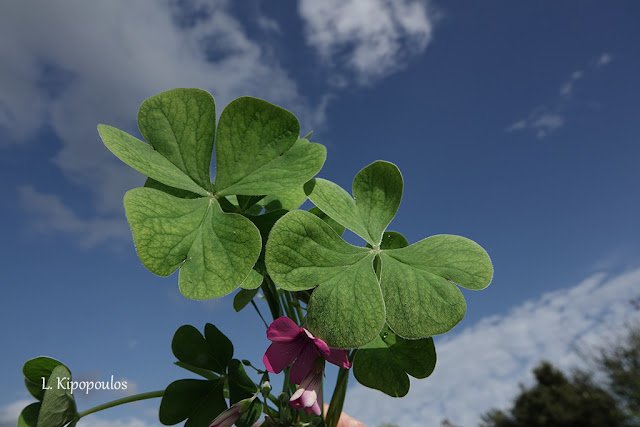 Oxalis Articulata 10