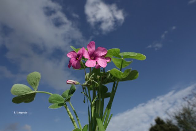 Oxalis Articulata 11