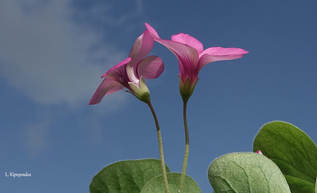 Oxalis Articulata 13