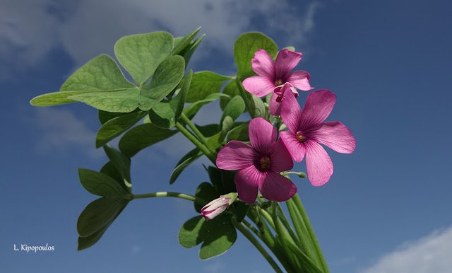 Oxalis Articulata 9