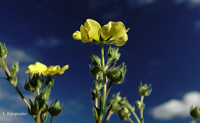 Potentilla Recta 14 10 20 11 640X394 1