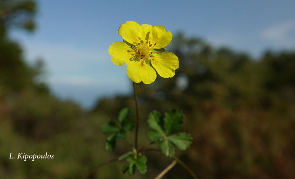 Potentilla Reptans 27 10 20 16