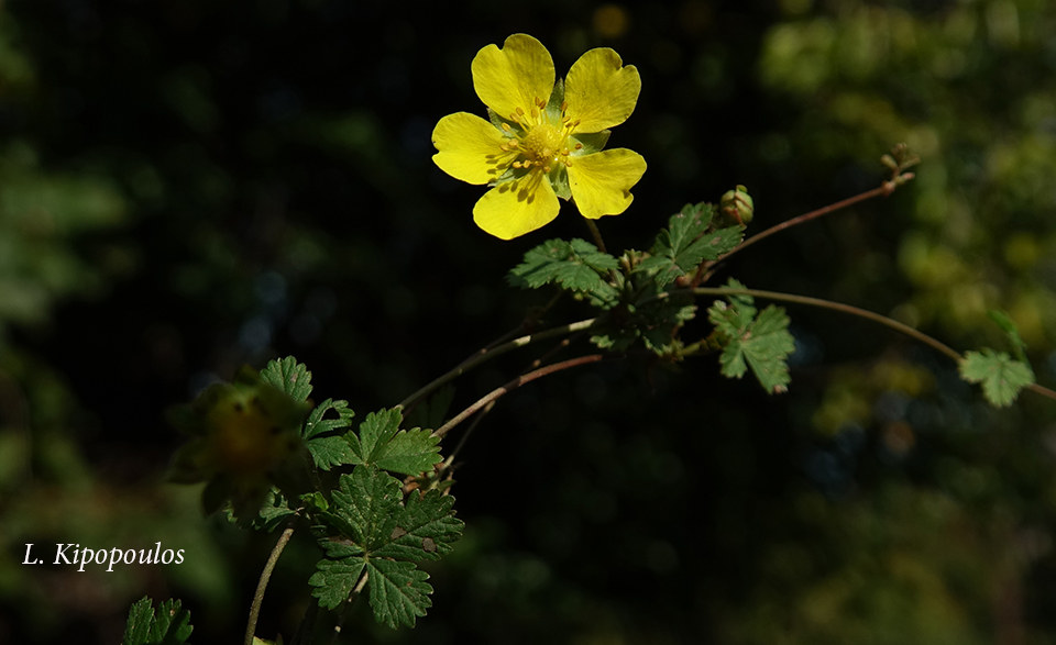 Potentilla Reptans 27 10 20 4