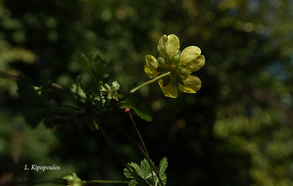 Potentilla Reptans 27 10 20 7