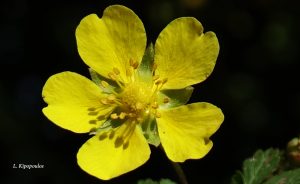 Potentilla Reptans 27 10 20 X2 4