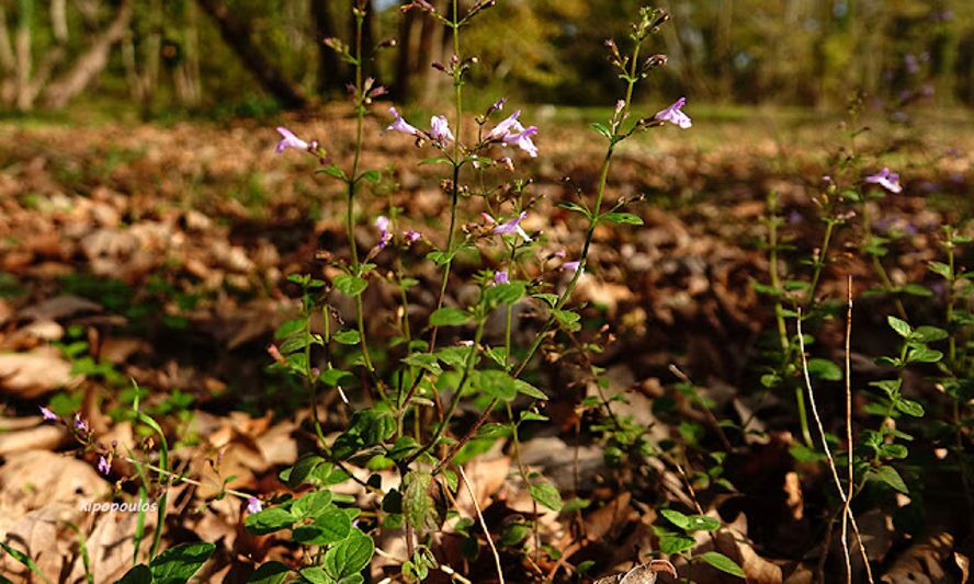 Calamintha Nepeta 26 10 21 1 888X533 1