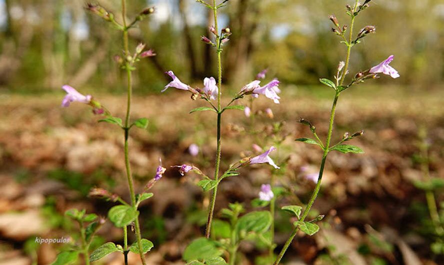 Calamintha Nepeta 26 10 21 3 888X531 1