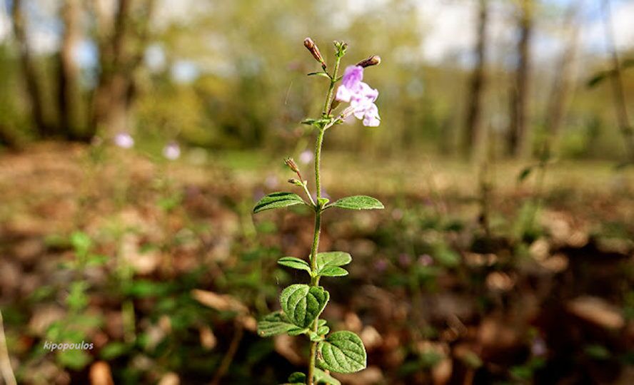 Calamintha Nepeta 26 10 21 5 888X540 1